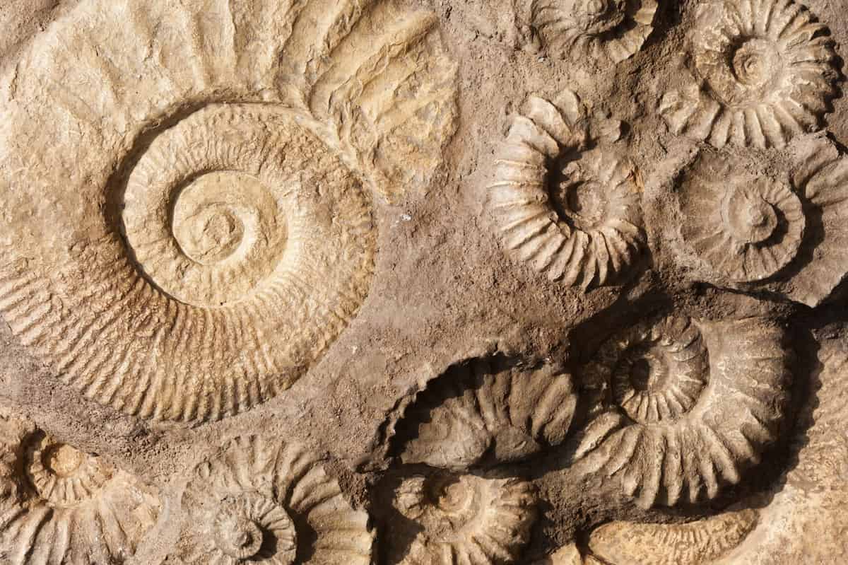 fossilizzazione